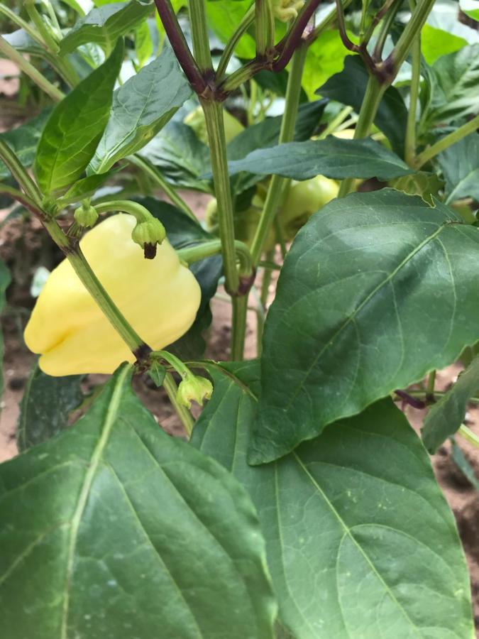 Bujtina Flowers Permet Ngoại thất bức ảnh
